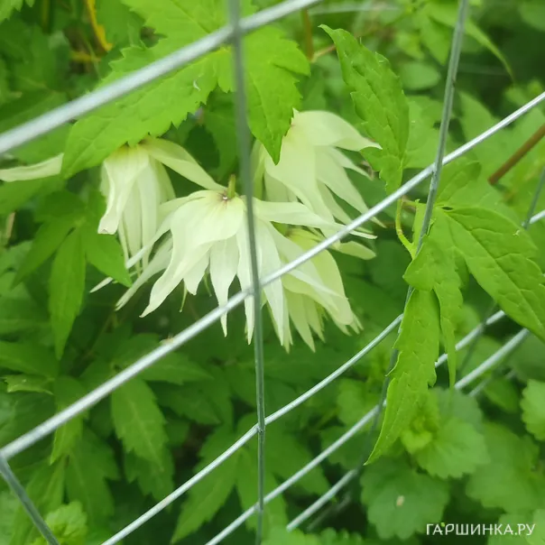 превью изображения отзыва