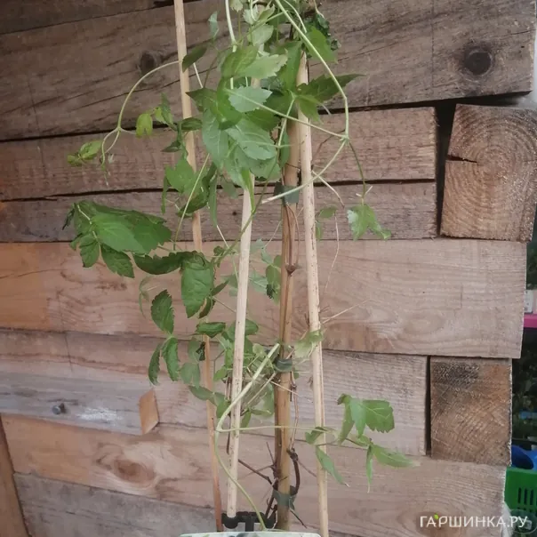 превью изображения отзыва