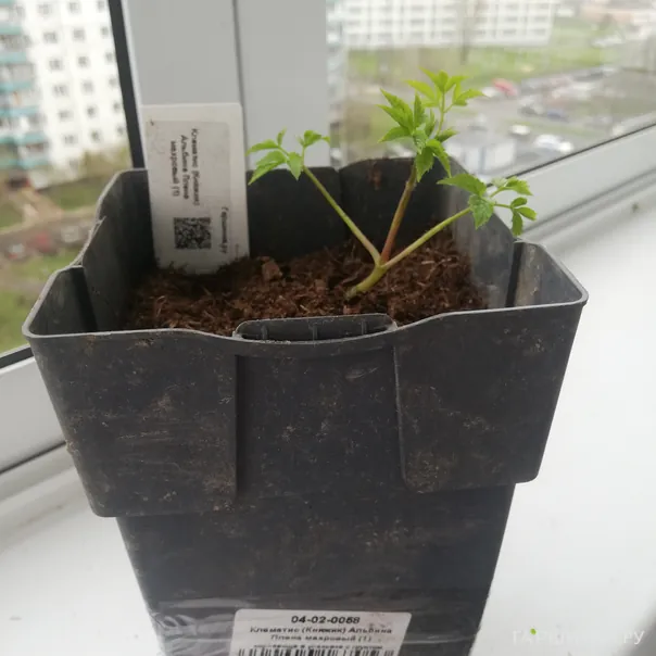 превью изображения отзыва