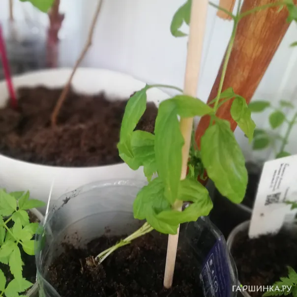 превью изображения отзыва