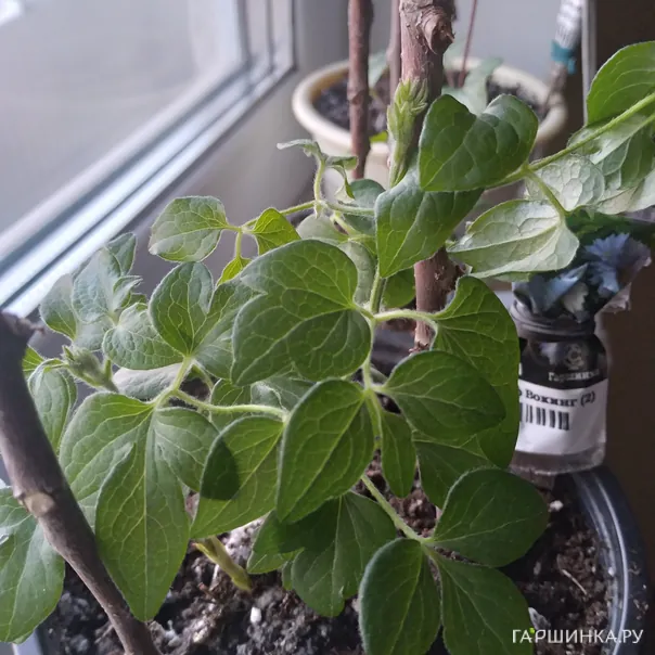 превью изображения отзыва