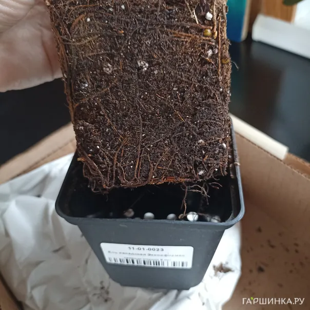 превью изображения отзыва