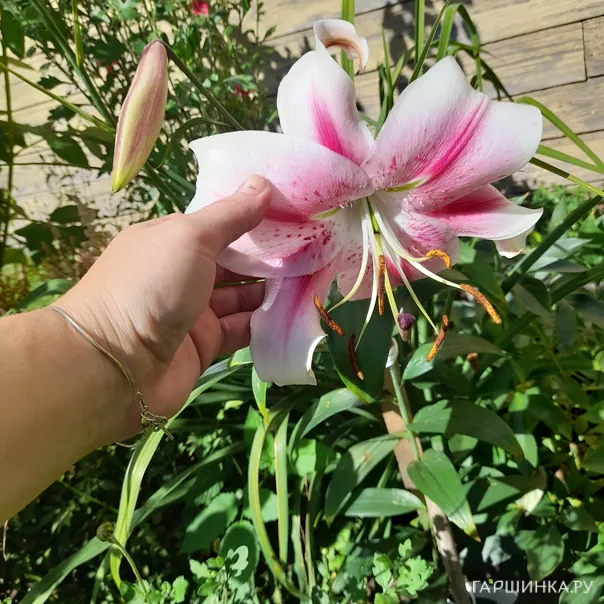 превью изображения отзыва