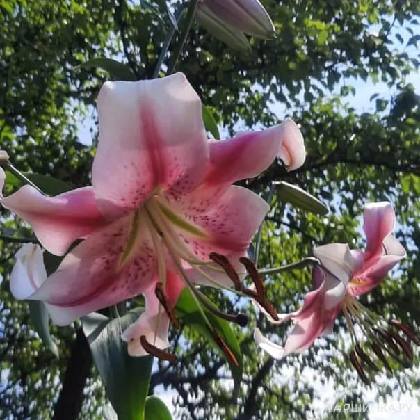 превью изображения отзыва