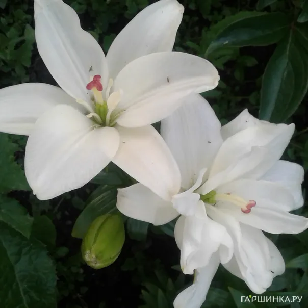 превью изображения отзыва