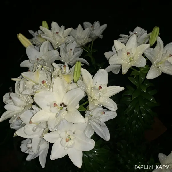 превью изображения отзыва