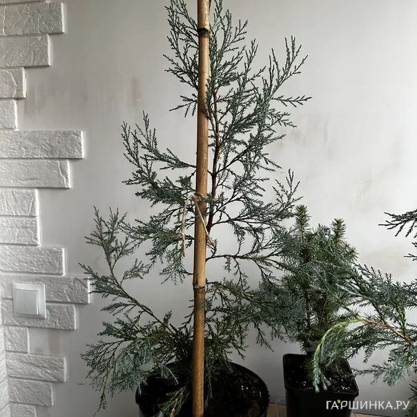 превью изображения отзыва