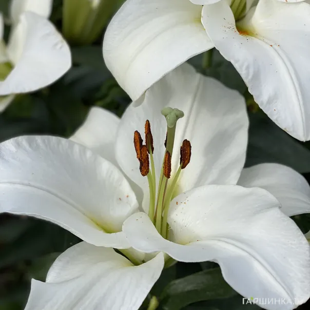 превью изображения отзыва