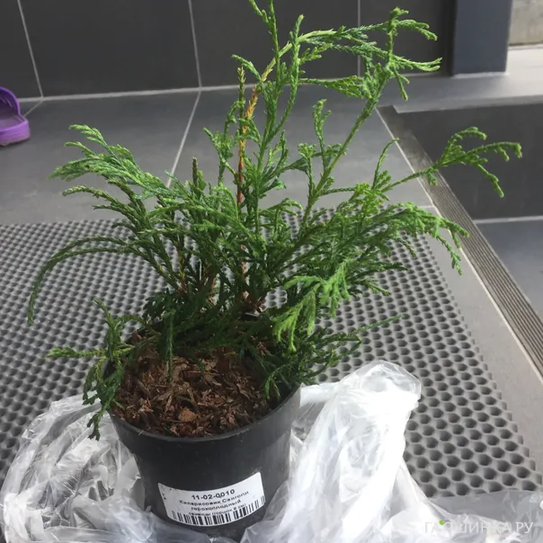 превью изображения отзыва