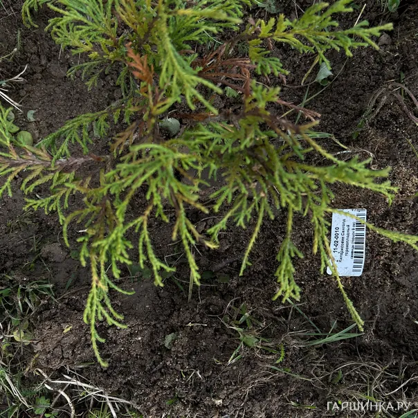 превью изображения отзыва