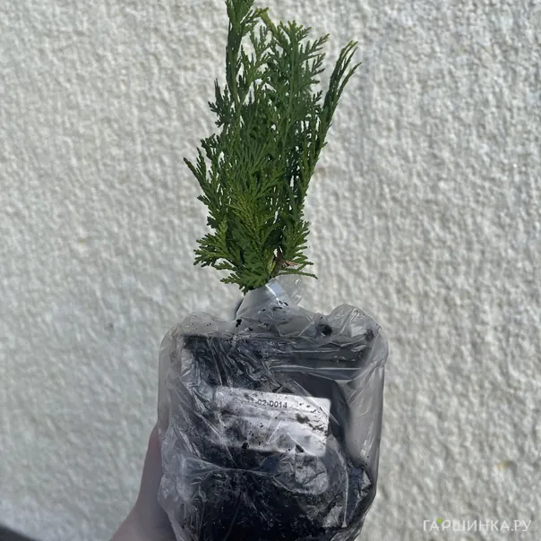 превью изображения отзыва