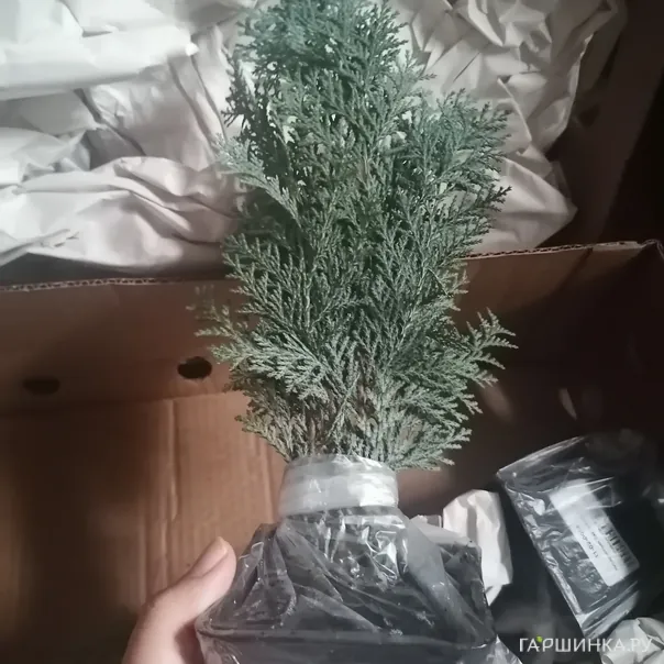 превью изображения отзыва