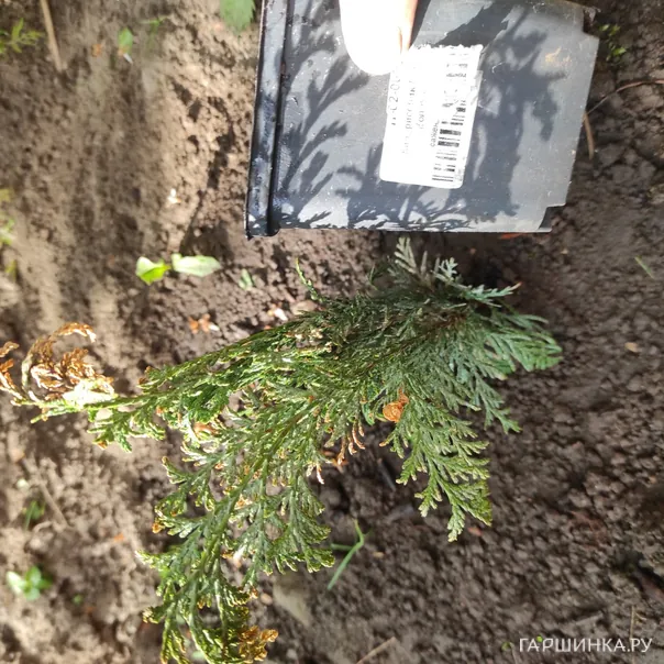 превью изображения отзыва