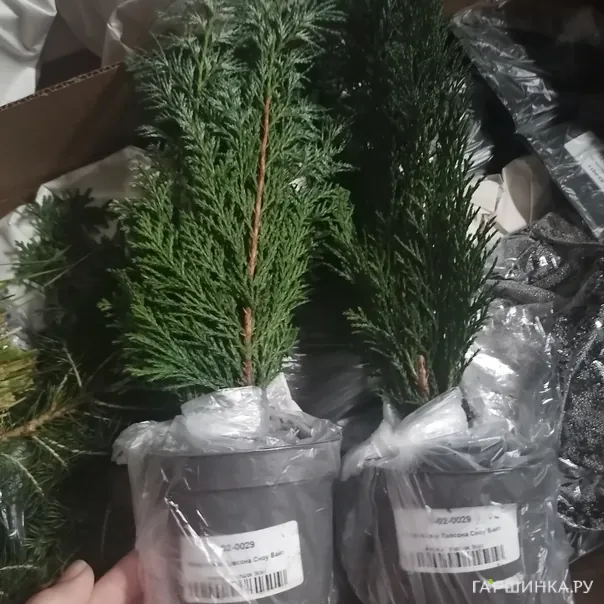 превью изображения отзыва