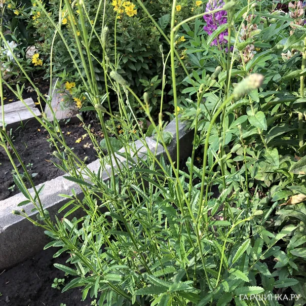 превью изображения отзыва