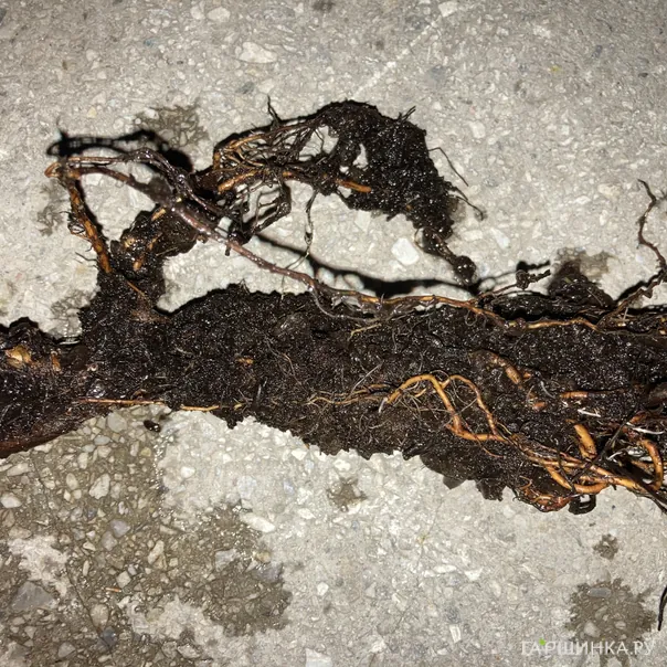 превью изображения отзыва