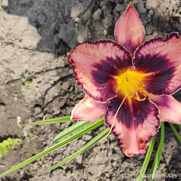 превью изображения отзыва