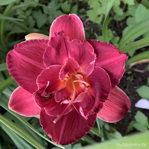 превью изображения отзыва