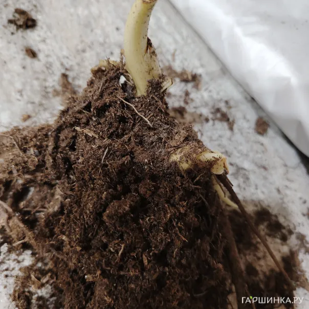 превью изображения отзыва