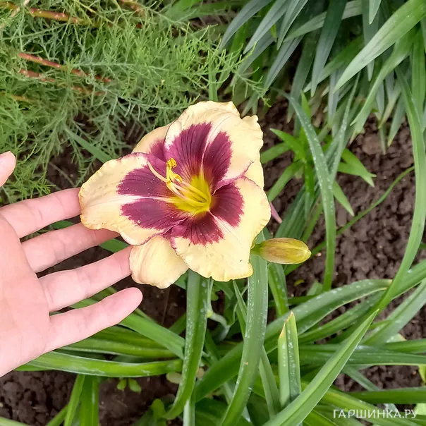 превью изображения отзыва