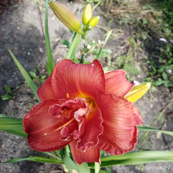 превью изображения отзыва