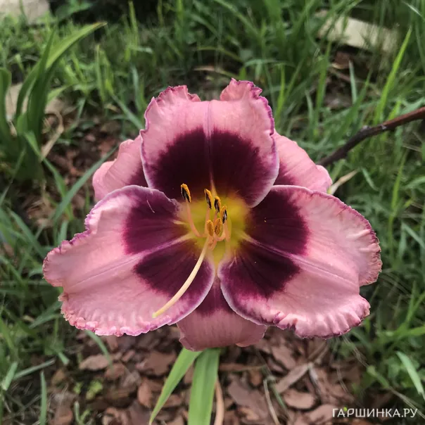 превью изображения отзыва