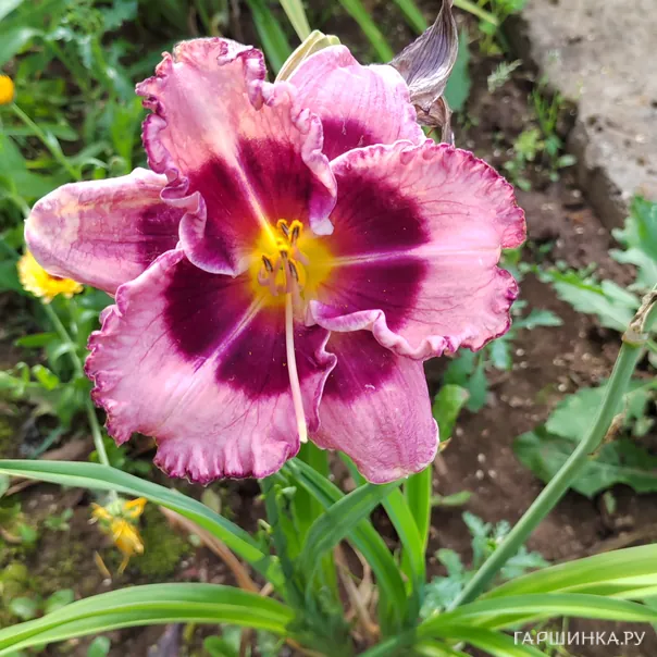 превью изображения отзыва