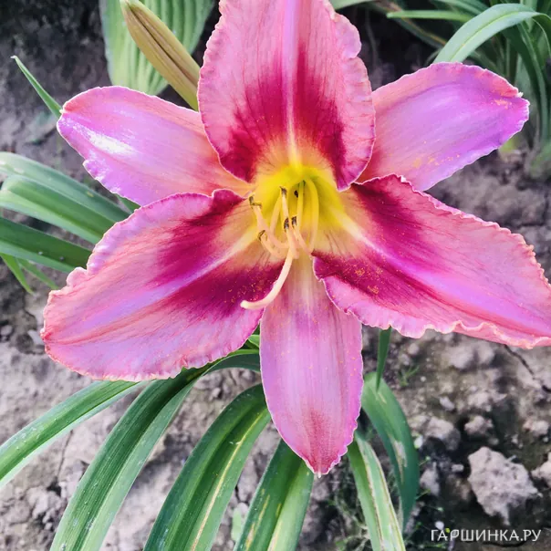 превью изображения отзыва