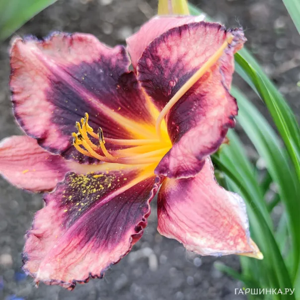 превью изображения отзыва