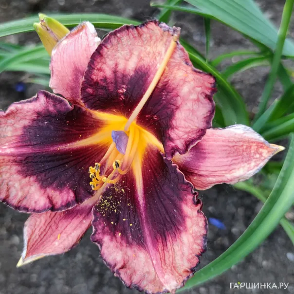 превью изображения отзыва