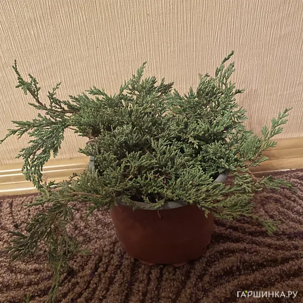 превью изображения отзыва