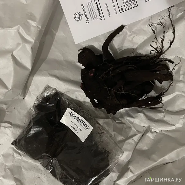 превью изображения отзыва