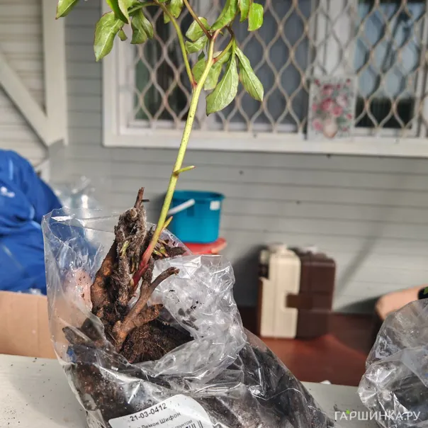 превью изображения отзыва