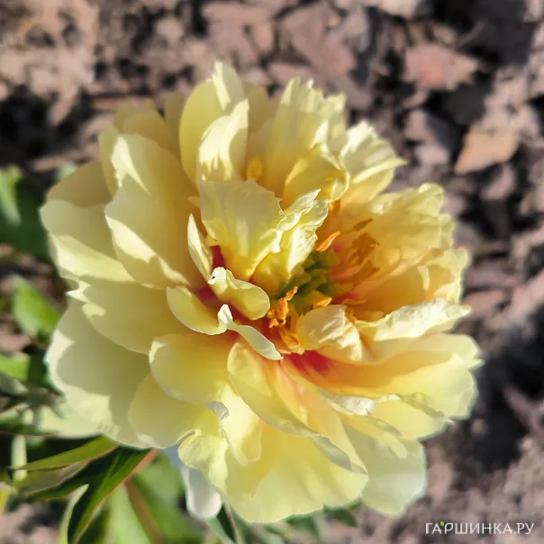 превью изображения отзыва