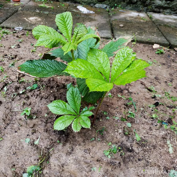 превью изображения отзыва