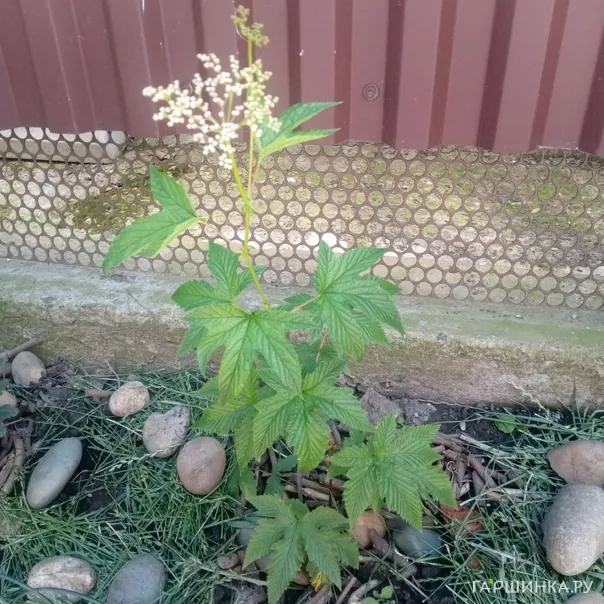 превью изображения отзыва