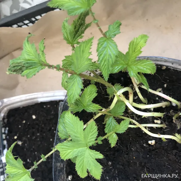 превью изображения отзыва