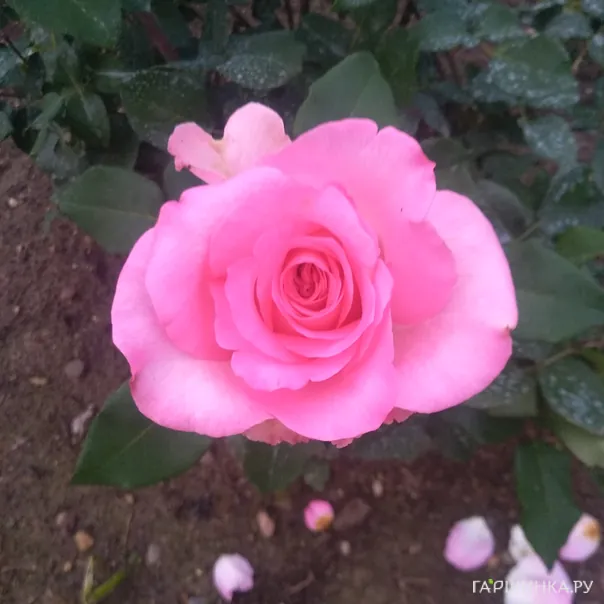 превью изображения отзыва