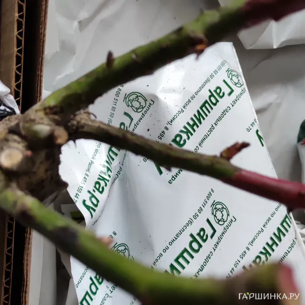 превью изображения отзыва