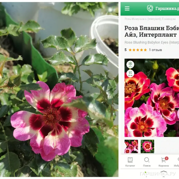 превью изображения отзыва