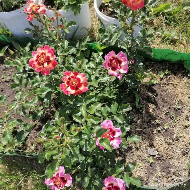 превью изображения отзыва