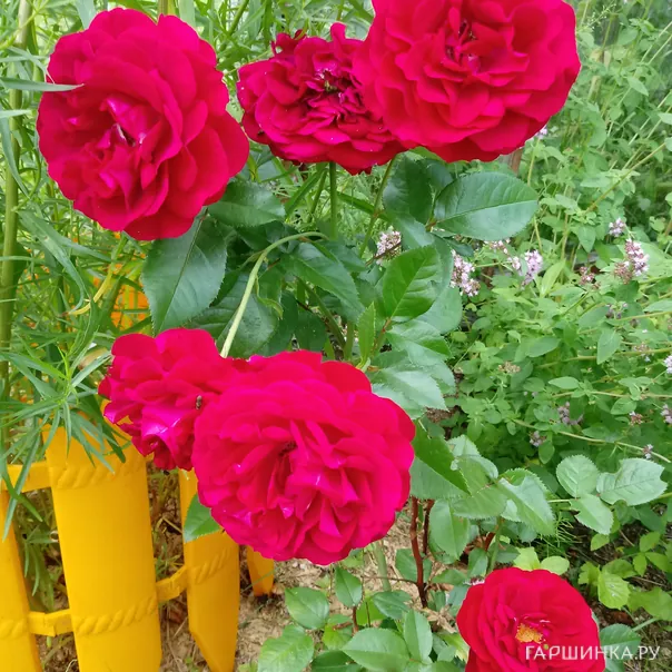 превью изображения отзыва