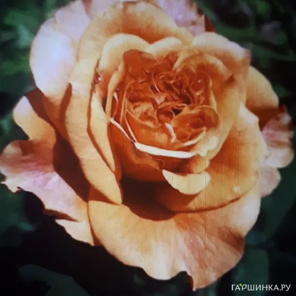 превью изображения отзыва