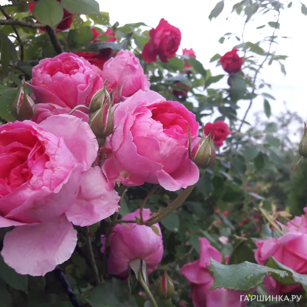 превью изображения отзыва