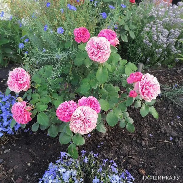 превью изображения отзыва