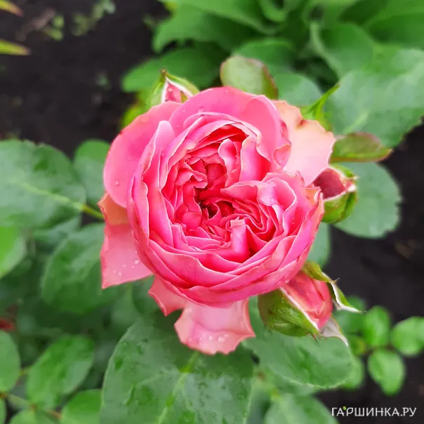 превью изображения отзыва