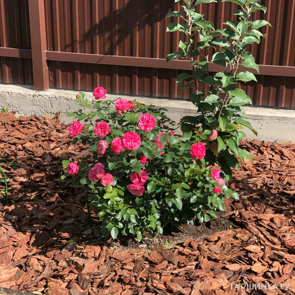 превью изображения отзыва