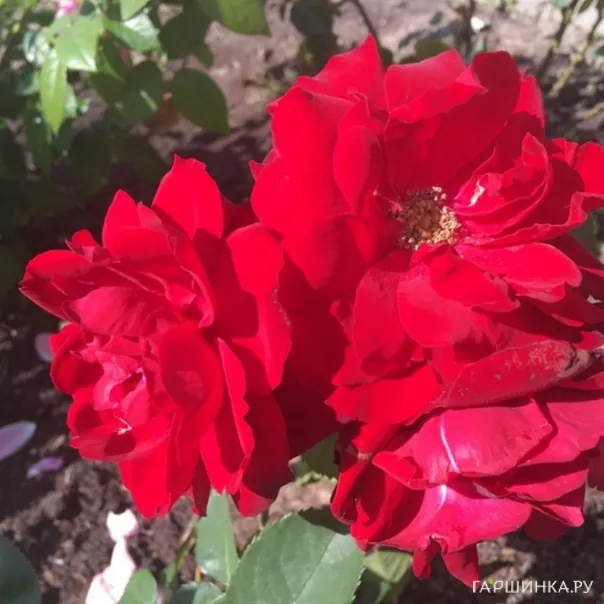 превью изображения отзыва