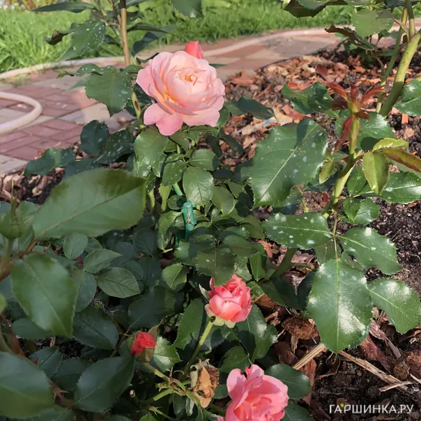 превью изображения отзыва