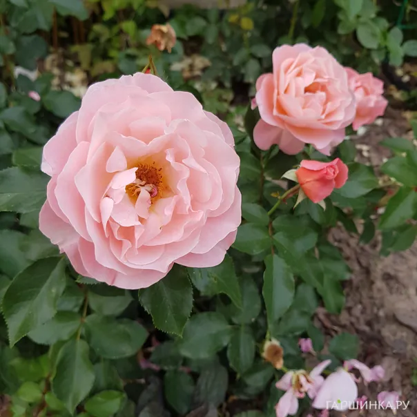 превью изображения отзыва